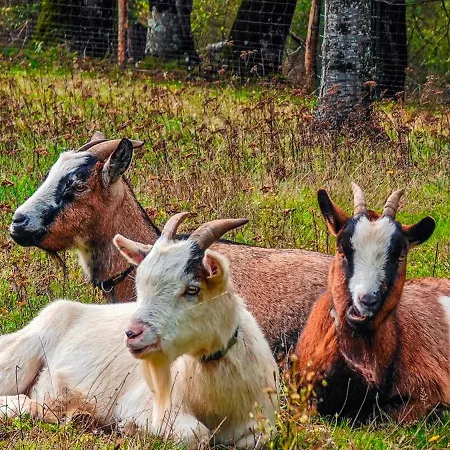 Tagibao Avec Piscine Chauffee Et Lesterps